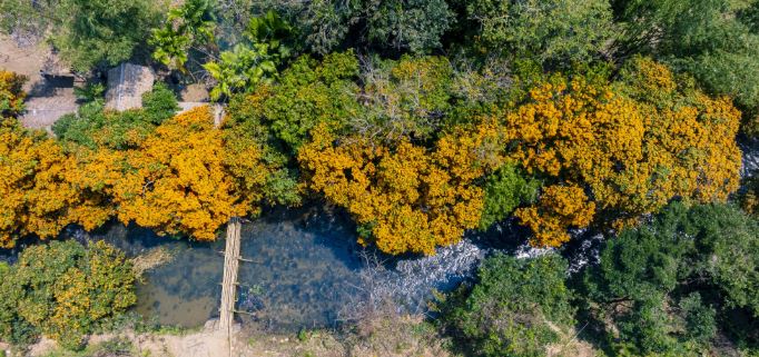 Trang flower viewing festival at Ta Ma stream