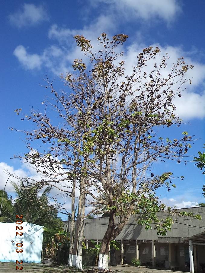 Sterculia foetida in Giong Trom
