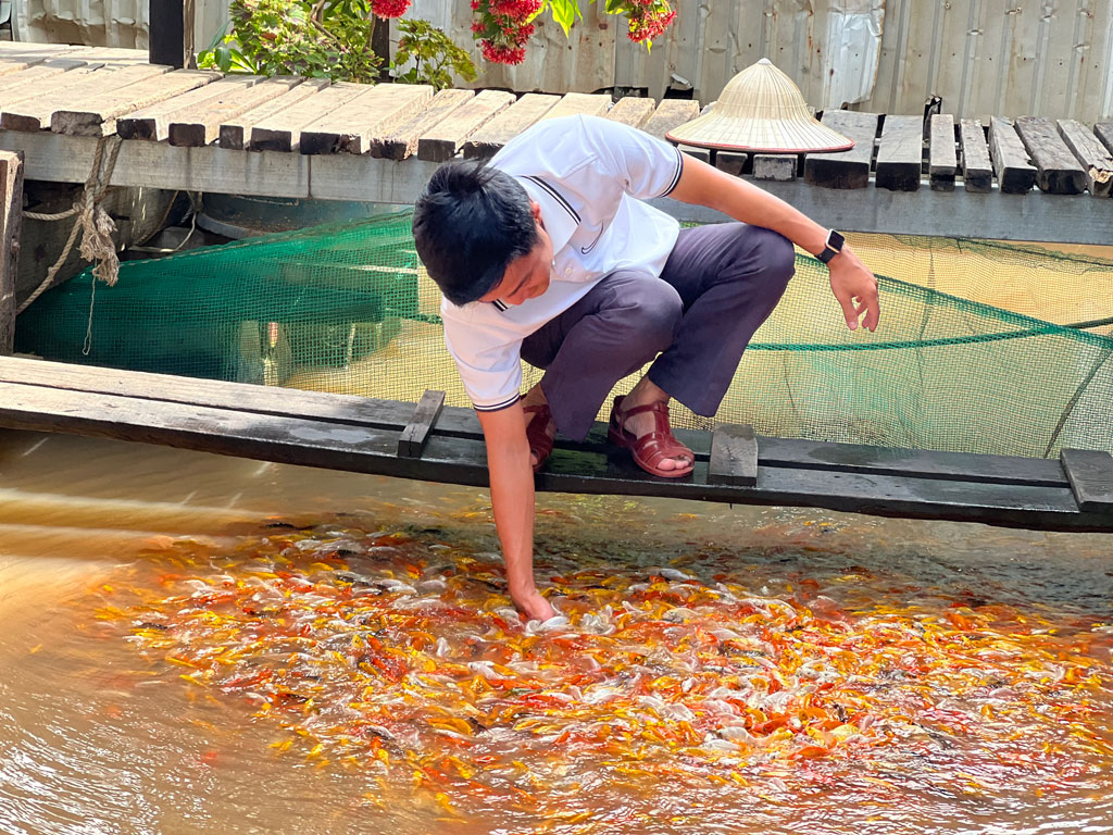 Đến Cồn Sơn ở Cần Thơ thò tay xuống đụng cá Koi, xem cá lóc bay, một người Hải Phòng hé lộ điều này