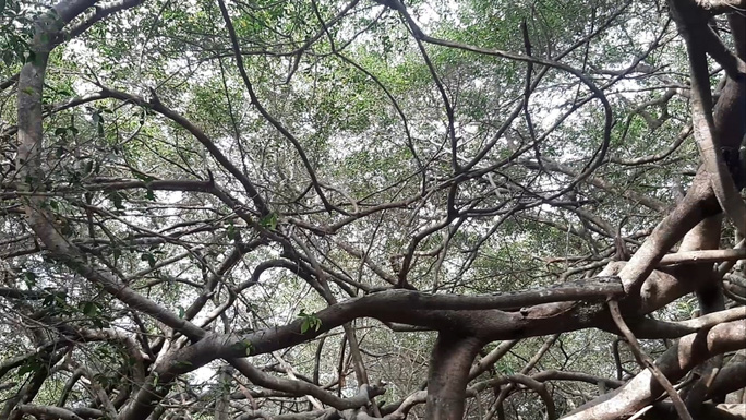 Ngất ngây trước vẻ đẹp yên bình của rừng gừa ở miền Tây