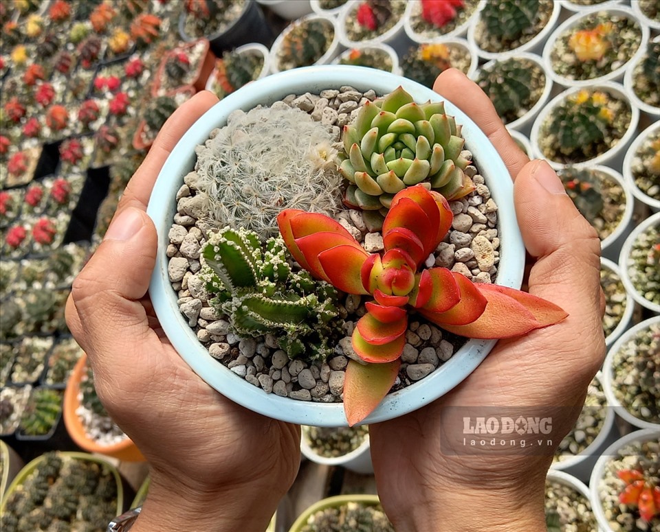 Ghé thăm "thiên đường" xương rồng và sen đá lớn nhất Cần Thơ