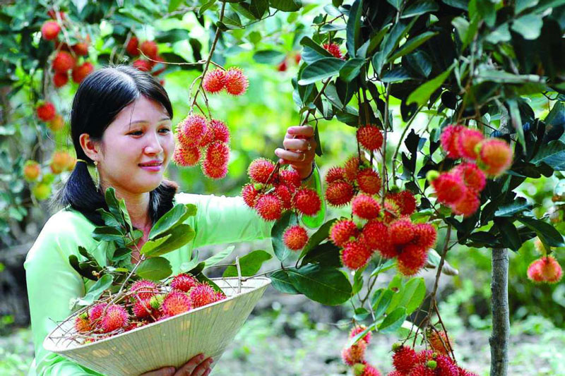Lập team tham quan vườn trái cây Phong Điền Cần Thơ