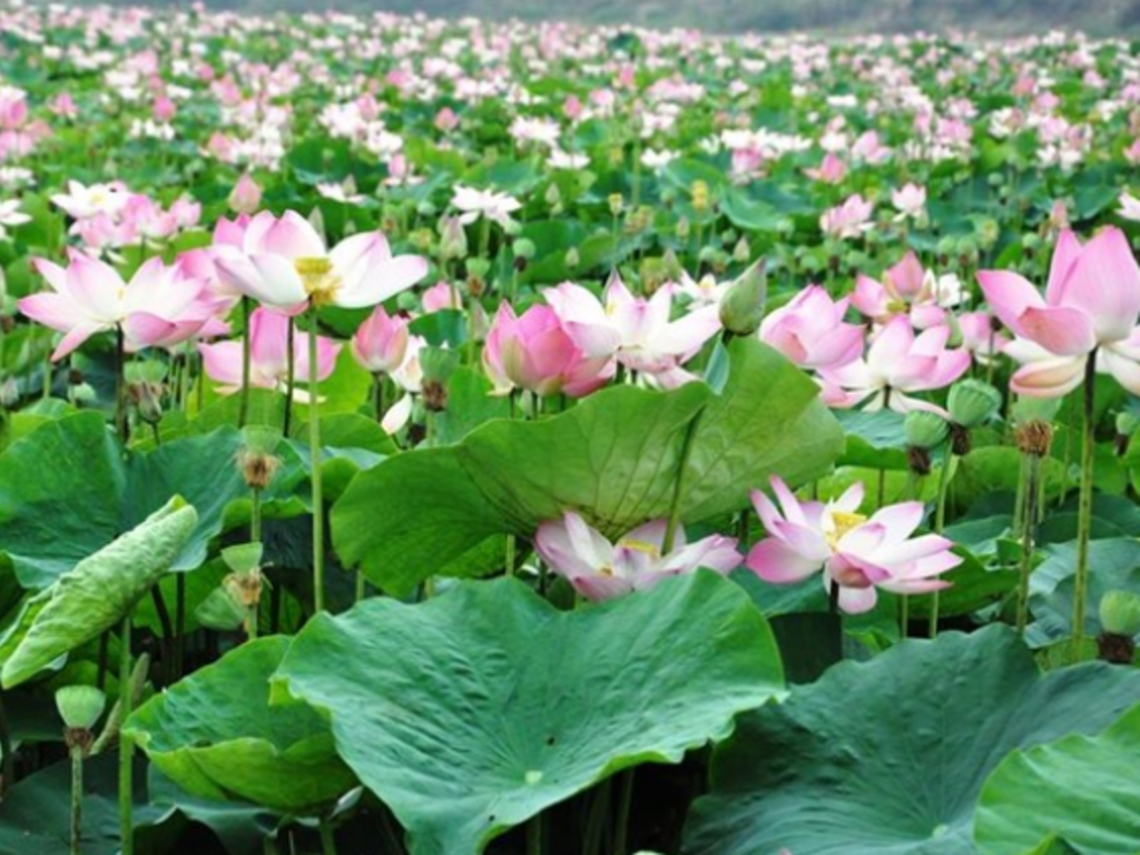 Khu du lịch Ba Láng