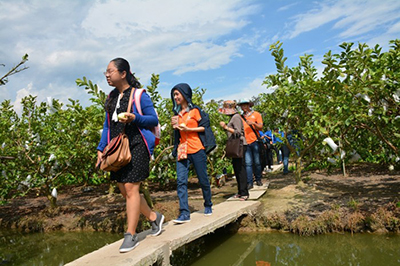 Guava Garden